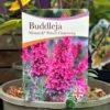Buddleja 'Prince Charming' 5Ltr Pot -Garden Care 5050704604511