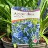 Agapanthus 'Pitchoune Blue' Plant 2Ltr Pot -Garden Care 5050704604788 26ea92d2 5d2b 48da b063 10784f78180a