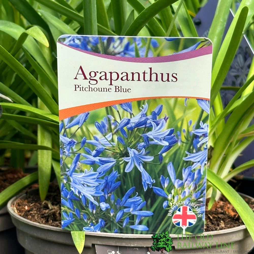 Agapanthus 'Pitchoune Blue' Plant 2Ltr Pot 3 Agapanthus 'Pitchoune Blue' Plant 2Ltr Pot