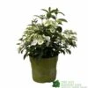 Hydrangea 'Runaway Bride' Plant 3Ltr Pot -Garden Care 5050704637069 90834b77 23de 4095 8358 3af3053ca686