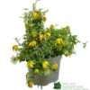 Clematis 'Little Lemons' Climber 3Ltr Pot -Garden Care 5050704637878 b89a66c5 4c98 4906 a22f 8d51c189bfda