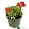 Alstroemeria 'Little Miss Zoe' Peruvian Lily -Garden Care 5050704640373