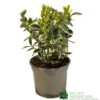 Euonymus Japonicus 'Bravo' 3Ltr Pot 2 Euonymus Japonicus 'Bravo' 3Ltr Pot -Garden Care 5050704640649