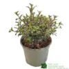 Coprosma 'Fireburst' 3Ltr Pot -Garden Care 5050704641356 3416d161 1c98 4e67 abed 106d55d30689