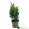 Chamaecyparis Lawsonia 'Columnaris Glauca' Conifer 3Ltr Pot -Garden Care 5055028608573