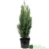 Chamaecyparis Lawsoniana 'White Spot' Conifer 3Ltr Pot -Garden Care 5055028612464 89e1d63b 3abc 4430 b905 9ff33733196f