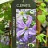 Clematis 'Prince Charles' 2Ltr Pot 2 Clematis 'Prince Charles' 2Ltr Pot -Garden Care 5055028613928