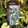 Hedera Dentata 'Variegata' Climber 3Ltr Pot -Garden Care 5055028647817