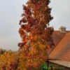 Liquidambar Styraciflua ‘Slender Silhouette’ Sweet Gum Tree 10Ltr Pot -Garden Care 5055028648760 06514383 2276 4df4 872b cee95b4eda42