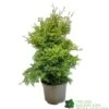 Conifer 'Squarrosa Sulphurea' Chamaecyparis Cypress 3Ltr Pot -Garden Care 5055028657762