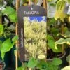 Fallopia 'Baldschuanica' Russian Vine Climber 3Ltr Pot -Garden Care 5055028663237