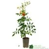 Campsis Grandiflora ‘Tropical Summer’ 3Ltr Pot -Garden Care 5055028667594 2a94b51d 241a 4f47 a150 6c1bc118002c