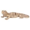 Vivid Arts 28cm Bearded Lizard - PZ-LIZD-F -Garden Care 5055195033901