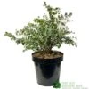 Eucalyptus Gunni 5Ltr Pot -Garden Care 5056461024333