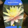 Water Lily Nymphaea Barbara Dobbins Pond Plant 3Ltr 1 Water Lily Nymphaea Barbara Dobbins Pond Plant 3Ltr -Garden Care 755598930863