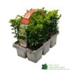 Buxus Sempervirens 6 Pack Of Plants -Garden Care 8712044907956