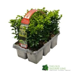 Buxus Sempervirens 6 Pack Of Plants