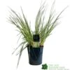 Pampas Grass 'Selloana Pumila' Cortaderia 23cm Pot -Garden Care 8712756595342 f9fde825 fb9c 4de1 be88 853b6caf120a