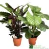 Calathea Houseplant (Mixed Varieties) 19cm Pot -Garden Care 8718985581125