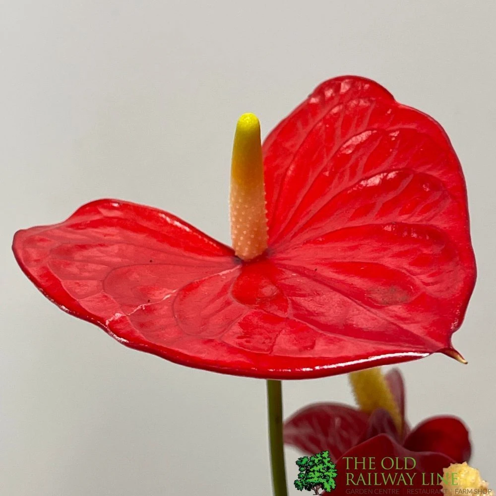 Anthurium 'Red Champion' Plant 14cm Pot 4 Anthurium 'Red Champion' Plant 14cm Pot - Image 2