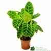 Calathea 'Zebrina' Zebra Plant 14cm Pot 2 Calathea 'Zebrina' Zebra Plant 14cm Pot -Garden Care 8718985714967
