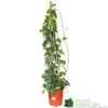 Epipremnum 'Trebie' Satin Pothos Houseplant 1.6m Tall (NL) -Garden Care 8718985820170