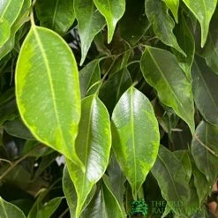Ficus Benjamina Mixed Variety 19cm -Garden Care 8719127092356 2
