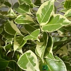 Ficus Benjamina Mixed Variety 19cm -Garden Care 8719127092356 3