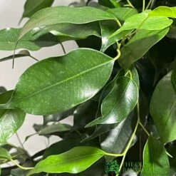 Ficus Benjamina Mixed Variety 19cm -Garden Care 8719127092356 4