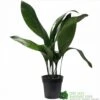 Aspidistra 'Cast Iron' Houseplant 17cm Pot