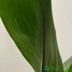 Aspidistra 'Cast Iron' Houseplant 17cm Pot -Garden Care 8719127861174 3