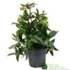Helleborus ? Sahinii 'Winterbells' Hellebore 3Ltr Pot -Garden Care 8719323105270