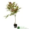 Syringa Microphylla Lilac Standard 3Ltr Pot -Garden Care 8719323111707