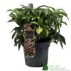 Hellebore 'Dacaya' Helleborus Plant 3Ltr Pot -Garden Care 8719323773011