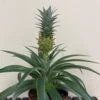 Pineapple 'Ananas Corona' 12cm Pot (NL) -Garden Care 8719522415262