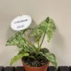 Syngonium 'Mottled' Rare Houseplant 12cm Pot (NL) -Garden Care 8719522547628