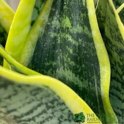 Sansevieria Trifasciata 'Futura Superba' Succulent Houseplant 12cm Pot -Garden Care 8719522707886 3