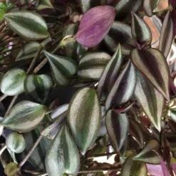Tradescantia Hanging 17cm Pot Assorted Colours Available -Garden Care 8719562620954 3
