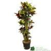 Codiaeum 'Iceton' Croton 1.6m Tall -Garden Care 8720496436009