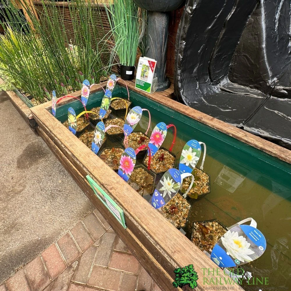 Water Lily Nymphaea Madame Wilfron Gonnere Pond Plant 3Ltr Pot 4 Water Lily Nymphaea Madame Wilfron Gonnere Pond Plant 3Ltr Pot - Image 2