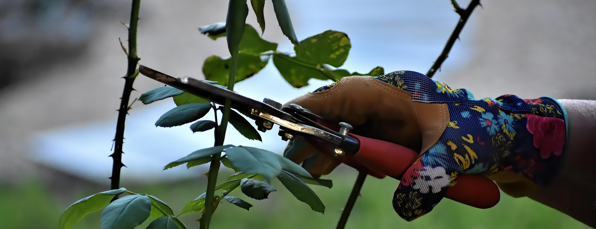 Front Page -Garden Care rose pruning 7470829 1920